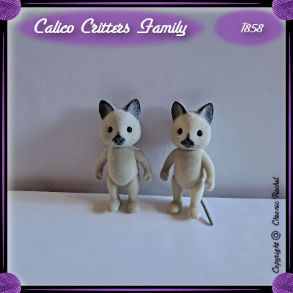 Solitaire Siamese Cat Adults